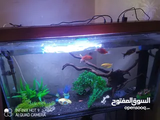  16 حوض سمك ومعه اسماك للبيع بسعر مغري