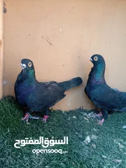  1 حمام للبيع جوز شغالات للبيع بدون الفراخ جوز بولنديات