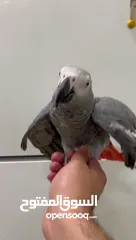  7 For Sale Trained African Grey Parrot