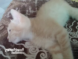  2 قطه للبيع في طبربور