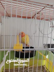  4 مجموعة طيور روز وفشر  للبيع أو البدل