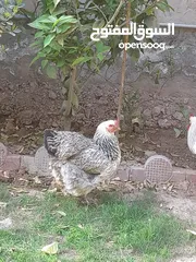  3 دجاج براهما