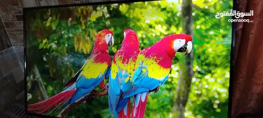  1 شاشه سكاي وورث 50 ال اي دي