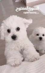  1 Maltese puppies مالتيز جراوي
