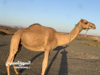  1 ناقه للبيع