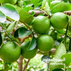  17 اشجار مثمره