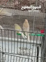  11 طيور كناري