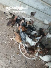  8 45 حبه بلديات فراخ ترقيد مش فقاسة وعلفهن شعير ونخاله حبات مقنوي صحه ونضافه صلاة النبي