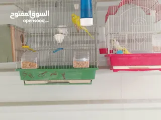  5 طيور للبيع ما شاء الله طيور بجننو طير من الجنه ما شاء الله الله يبارك لصاحب النصيب او صاحبيت النصيب