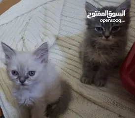  22 كتن شانشيلا  شعر طويل   العمر شهرين جاهزين لبيتهم الجديد