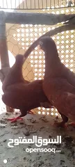  1 متاح جوز مزهورات على مصاروة حمر معهم فرخين مكفولات وشغالات للبيع أوللبدل على جوزعصافير بنفس القيمة
