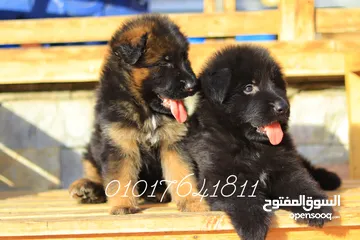  1 جراء جيرمان ورويال بلاك German and Royal Blak for sale