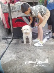  2 كلبة لعوبة ومرحه ما بعرف كم عمرها