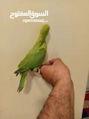  2 Green Ringneck parrot baby