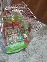  4 طيور كناري للبيع