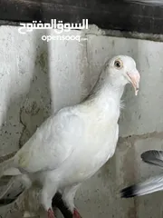  6 فراخ للبيع