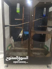  2 كوكتيل  منتج وشغال وتحتوي بيض  للبيع مع المطير موجودات في القويسمه