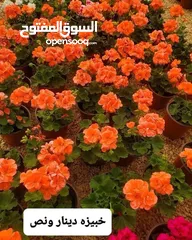  13 متوفر جميع انواع الاشجار المثمرة والزينة والورود وخدمة الزراع وتنسيق الحدائق وجميع انواع القواير