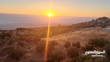  16 5.5 دونم مزرعة بالسلط باطلالة بانورما على فلسطين للبيع بسعر مغري قابل للتفاوض للجادين