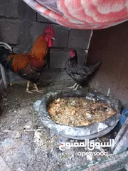  1 دجاج عرب ديج ودجاجه