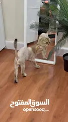  11 قطط سكوتش فولد  Scottish fold