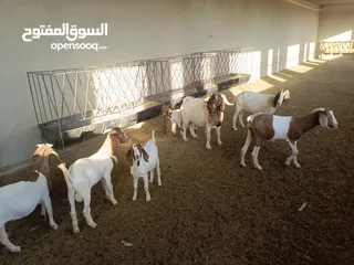  18 ماعز خليط موجود كمية