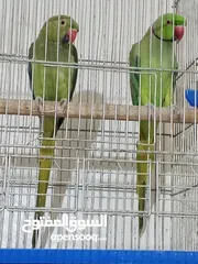  2 عمارهن فوق الخمس سنين جوز دره هندي منتج شغال كفاله انتاج الطيره لونها زيتي طفره مع مطر ثمان معالف وا