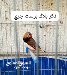  8 جوز وذكر جنة جامبو وذكر هوجو