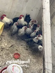  1 جاج فيومي فضي. رسمه مرتبه صلاه النبي شغال سعر الحبه 65 في جنين يعبد