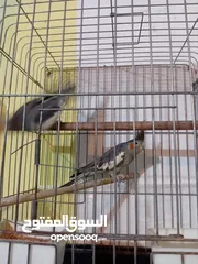  3 كوكتيل جوز انتج