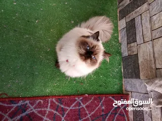  2 قطتين اناثي للتبني مع الملحقات الخاصة بهم (الاتصال للجادين فقط ويخاف ربنا فيهم)