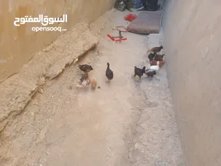 6 أرانب فرنسي عمر 3 الا 4شهور العدد 20 واحد اعور الكوم 4 ونقه بالجوز 10. 14 صوص 3 زاغر 12 كبار