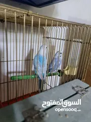  13 مجموعة طيور جواز كلها شغاله أن شاء الله