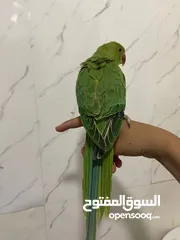  5 ببغاء الدره