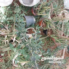  6 شجرة نخيل وعدد من أشتال صبار الألوفيرا خريبة السوق الجويدة الكيبو