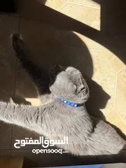  14 قط Scottish Fold للبيع بسعر مميز