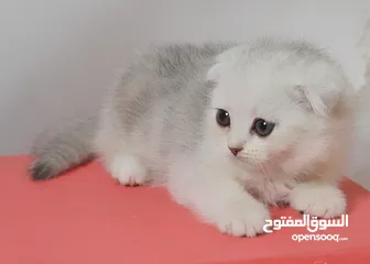  4 سكوتش بيور 100%