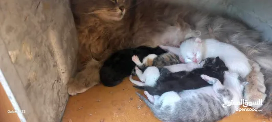  8 قطط شيرازي للبيع
