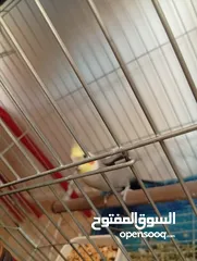  16 يوجد لدي اربع ببغاوات كوكتيل ما في ولا واحد منهم اليف في واحد بس شوي اليف  شاهد الوصف
