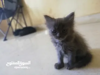  3 Persian cat for sale قط شيرازي للبيع