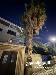  3 شجرة نخيل للبيع