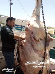  1 ابو حسين للاضاحي عجول وخرفان خبرة واحترافية: سنوات من العمل في مجال الذبح تضمن لكم خدمة ممتازة.