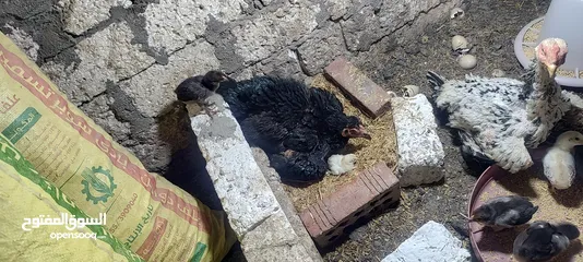  4 فراخ هندي رقد