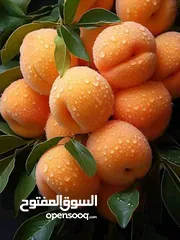  26 عروض علا جميع أنواع الأشجار اشتري كل 10شجرات واحصل على شجرتين مجاني والتوصيل مجانا