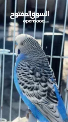 5 زوج طيور بادجي للبيع