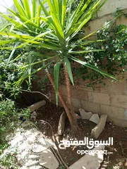  2 شجر نخل زينه عدد 2