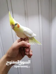  11 كوكتيل اليفات لاتينو عين حمراء