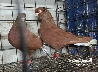  25 حمام نخب الماني جواز وفردات