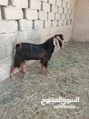  2 صخل هدد مستفحل باكستاني للبيع