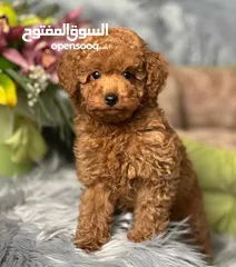  12 korean toy poodle T_cup now in Jordan كورين توي بودل تيكب